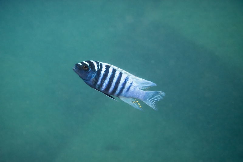 Maylandia zebra 'Domwe Island'